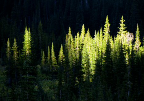 Spruce.png