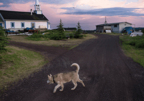 A dog walks near the Church of the Holy Family in Łutsël K’é, Northwest Territories. The church was built near the present day settlement in the 1930’s and moved to its current location at the tip of the peninsula—one of the tallest and most recognizable structures in the community.