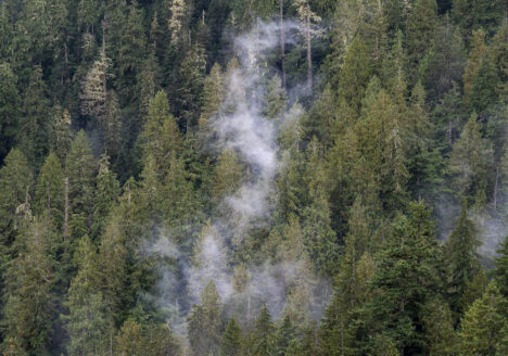 The clouds move among the old growth forest in the Fairy Creek logging area near Port Renfrew, B.C. Tuesday, Oct. 5, 2021. THE CANADIAN PRESS/Jonathan Hayward